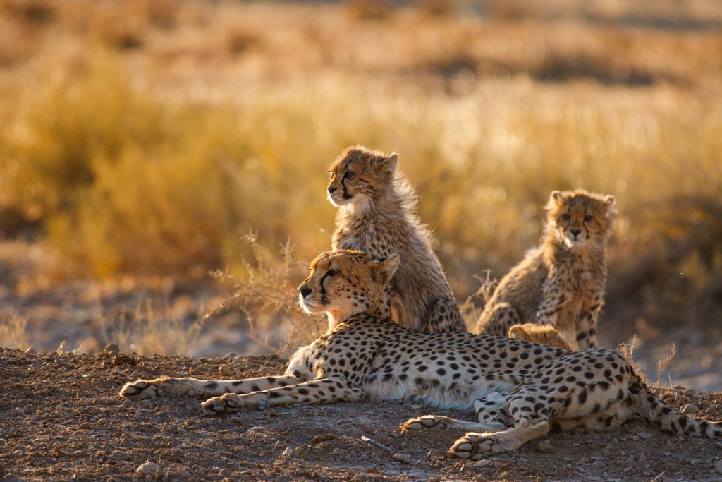 Kalahari ©Kevin Winterhoff