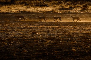 Kalahari ©Kevin Winterhoff