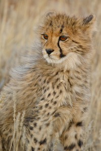 Kalahari ©Kevin Winterhoff