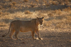 Kalahari ©Kevin Winterhoff
