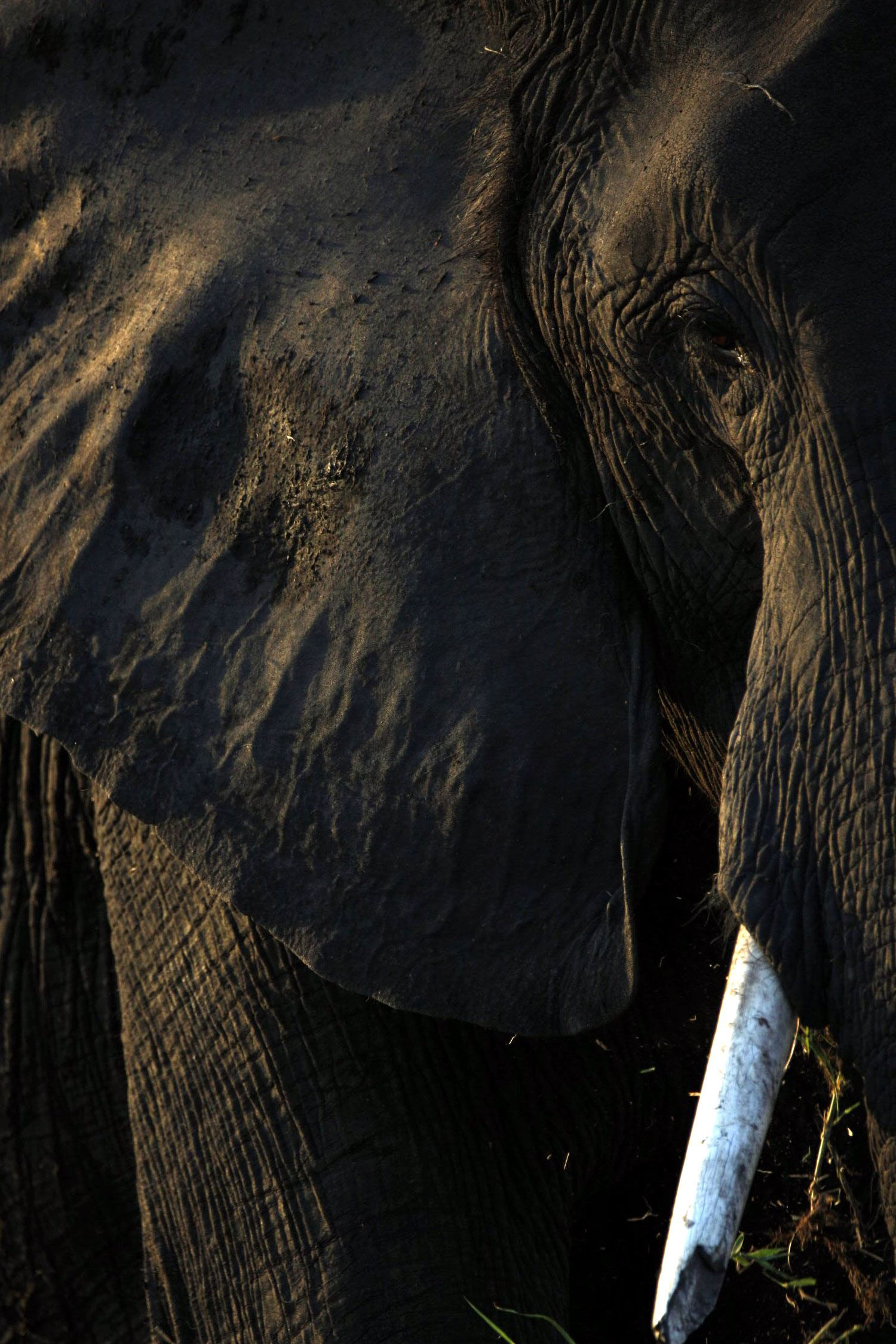 Im Auge des Elefanten ©Andreas Winkel
