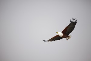 Adler ©Andreas Winkel