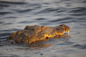 Krokodil ©Andreas Winkel