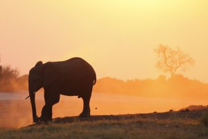Elefant ©Andreas Winkel