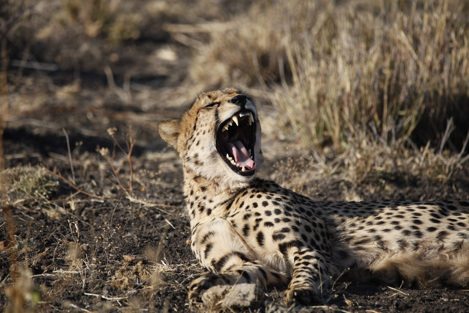 Gepard ©Andreas Winkel