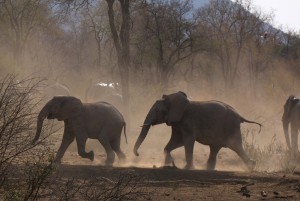 Elefanten ©Andreas Winkel