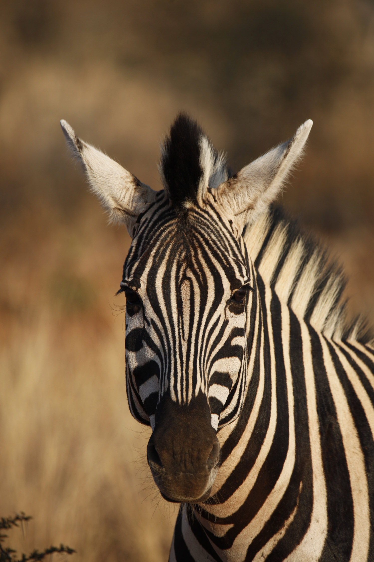 Zebra ©Andreas Winkel