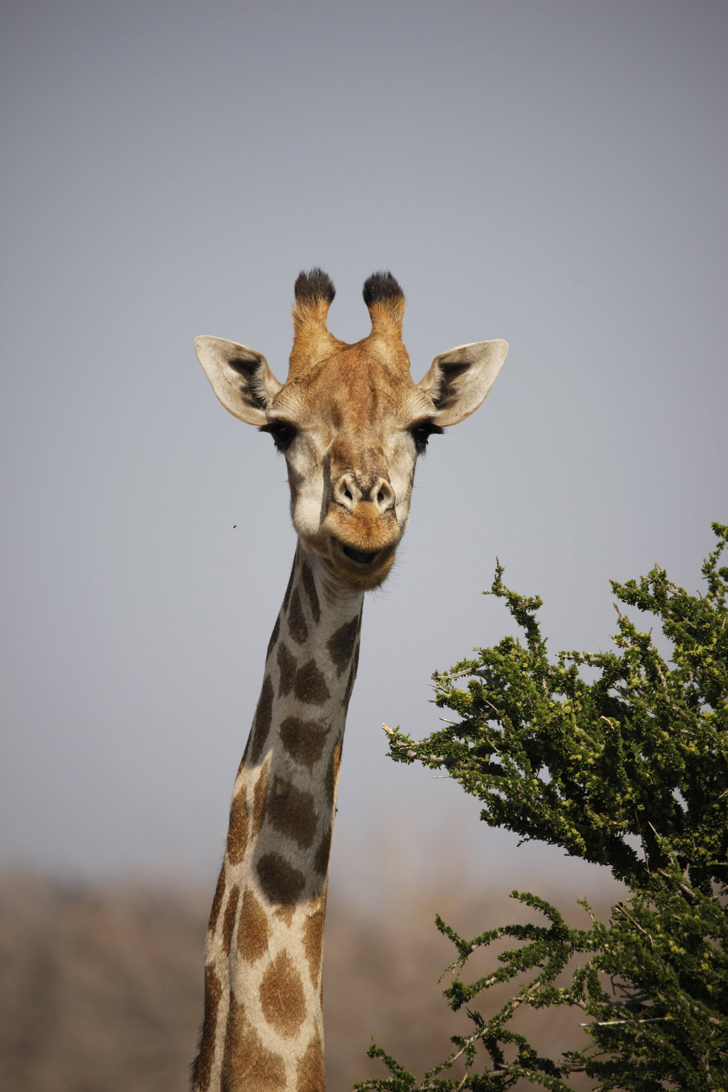 Giraffe ©Andreas Winkel