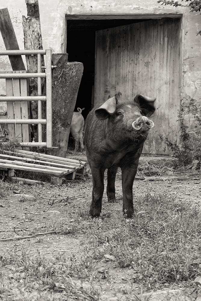 Schwein © Andreas Lier