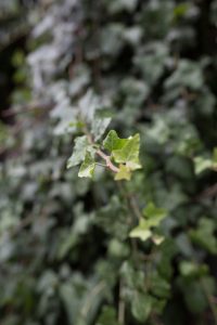 Blendenvergleich © Antonia Moers