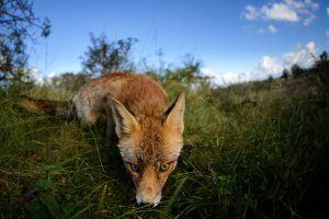 Fuchs und Dachs © Kevin Winterhoff
