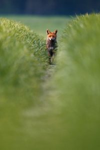 Fuchs und Dachs © Kevin Winterhoff