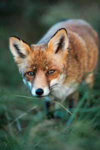 Fuchs und Dachs © Kevin Winterhoff