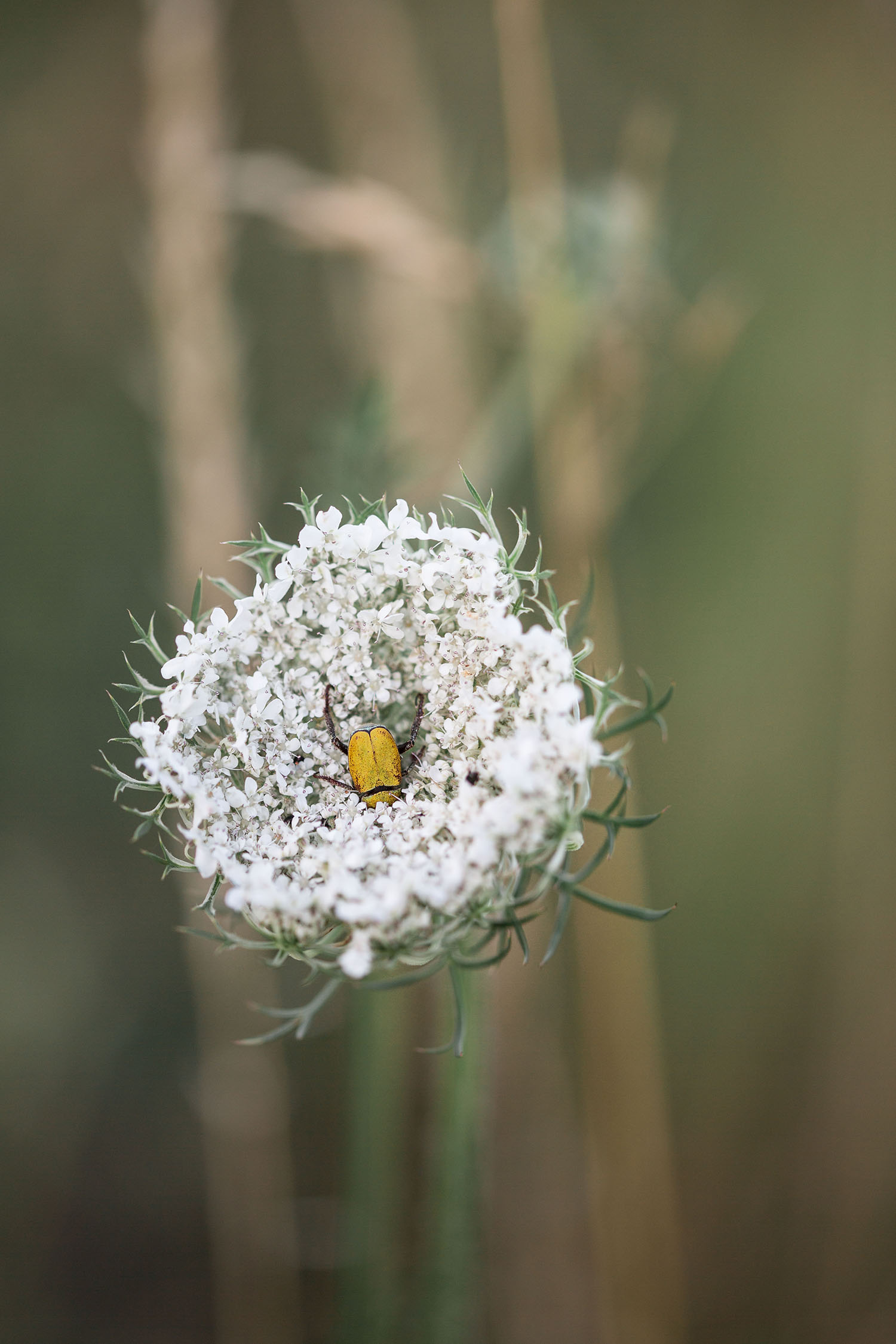 Sommerblumen fotografieren © Sylwia Gervais