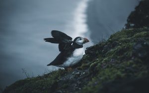 Island © Max Münch