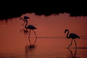 Camargue Flamingo Sunset © Kevin Winterhoff