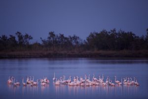 Camargue Flamingo © Kevin Winterhoff