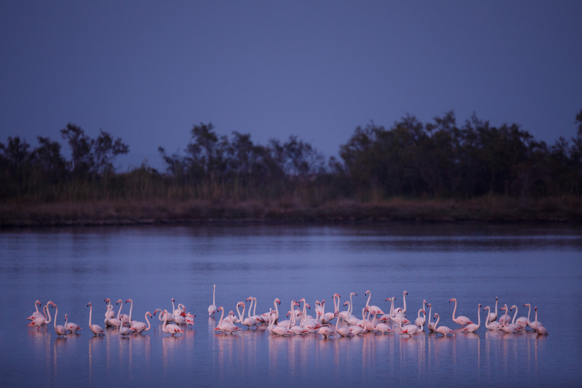 Camargue Flamingo © Kevin Winterhoff