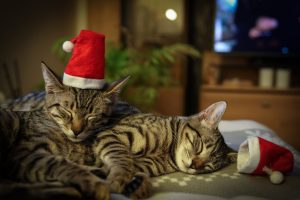 Weihnachtsmotiv © Andreas Schneider