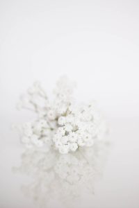 Weiß in Weiß © Antonia Moers