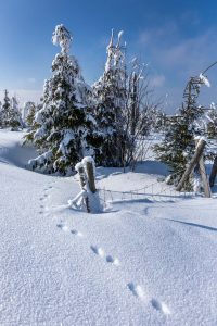 Harz © Robert Sommer