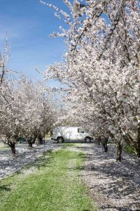 Mandelblüte in Kalifornien © Sylwia Gervais