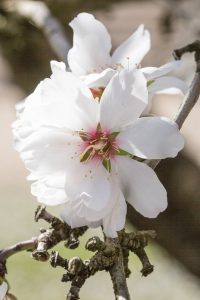 Mandelblüte in Kalifornien © Sylwia Gervais
