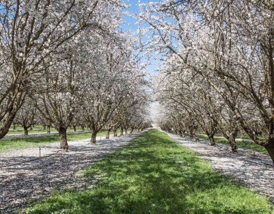 Mandelblüte in Kalifornien © Sylwia Gervais