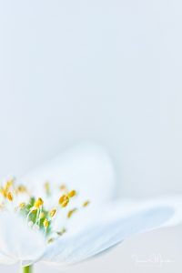 Makrofotografie