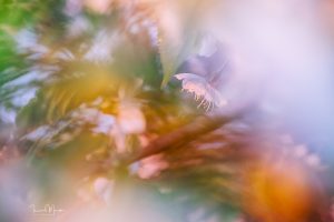 Makrofotografie © Ines Mondon