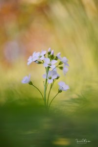Makrofotografie © Ines Mondon
