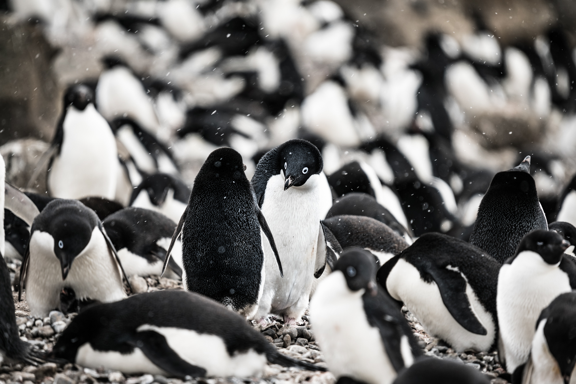 Antarctica © Hubert Neufeld