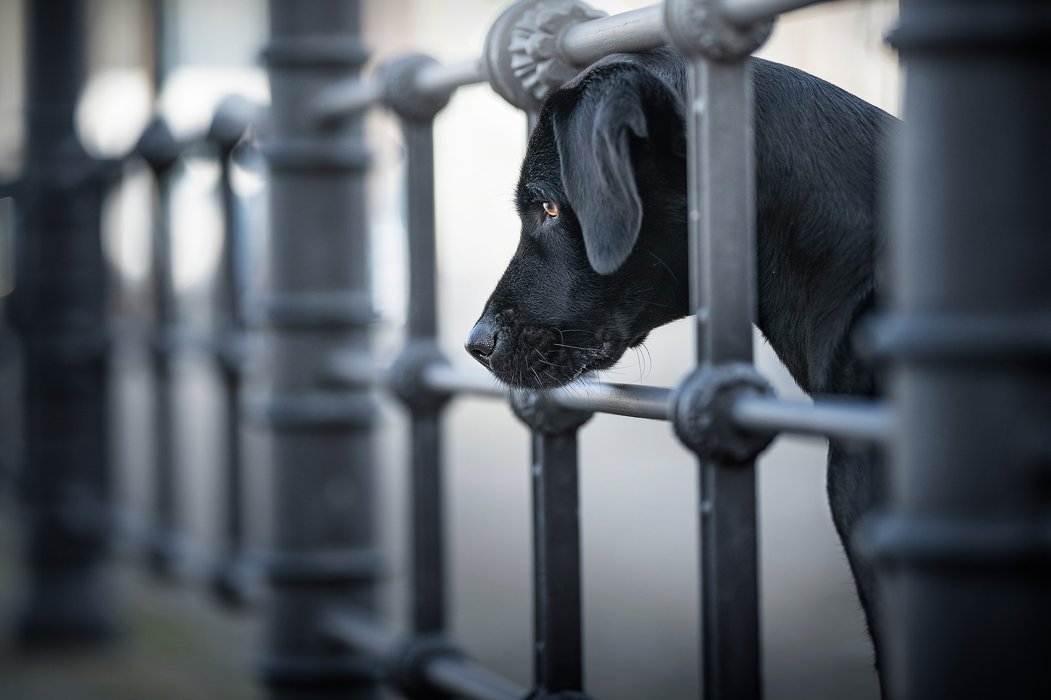 Hundefotografie © Anne Geier