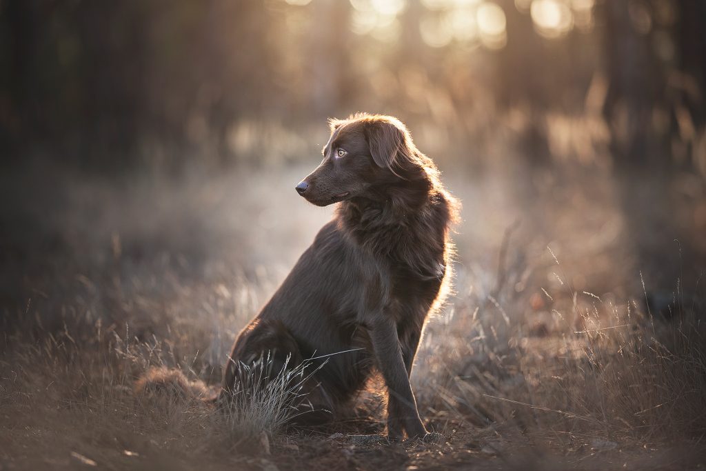 Hundefotografie © Anne Geier