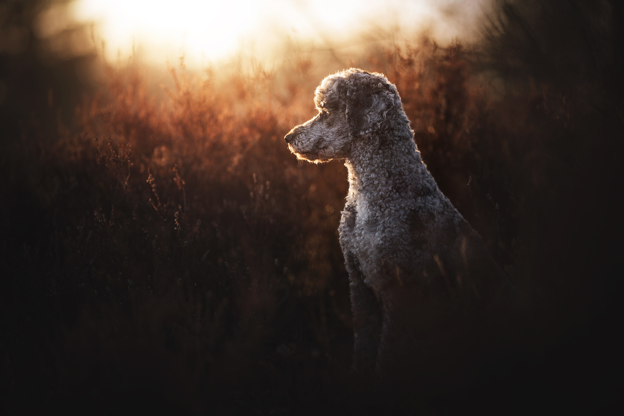 Hundefotografie © Anne Geier