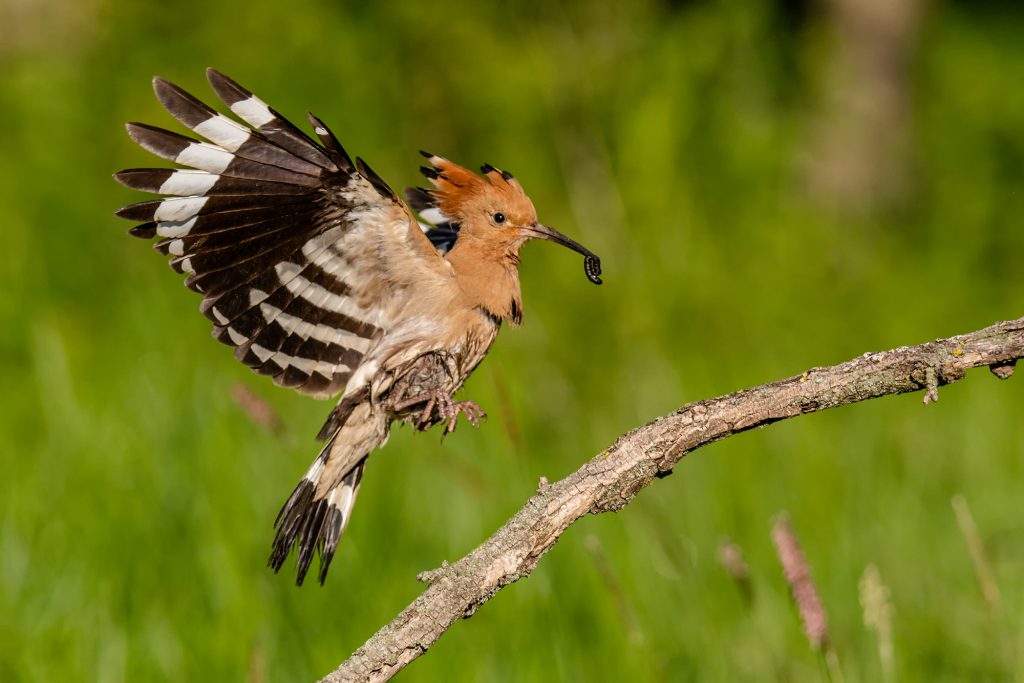 Vogelfotografie in Ungarn © Robert Sommer