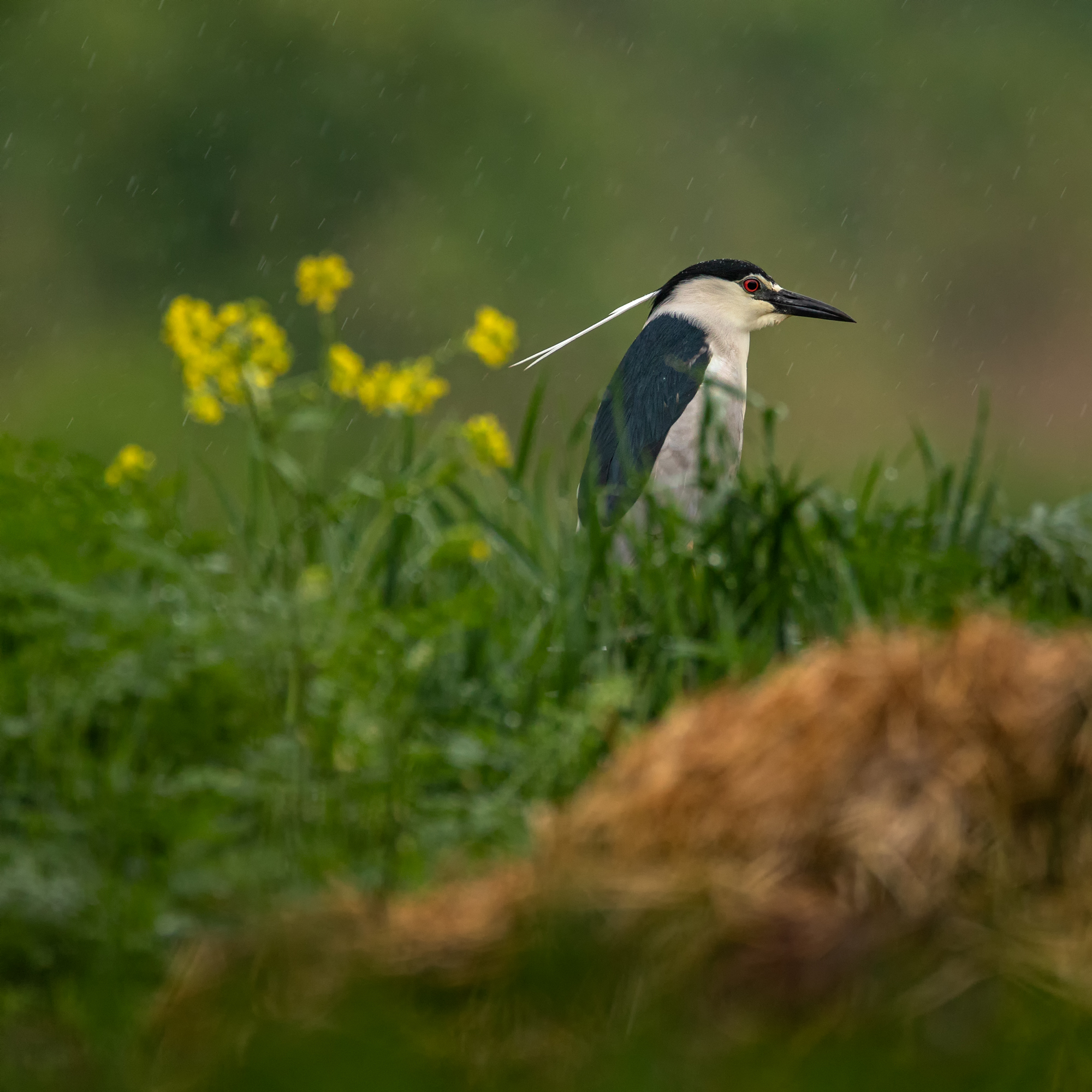 Vogelfotografie in Ungarn © Robert Sommer