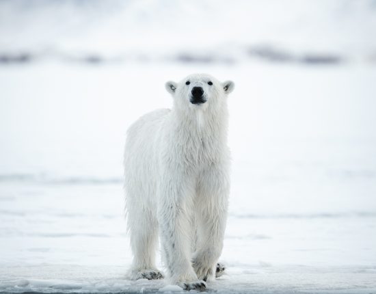 Eisbären © Michael Ginzburg