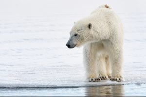 Eisbären © Michael Ginzburg
