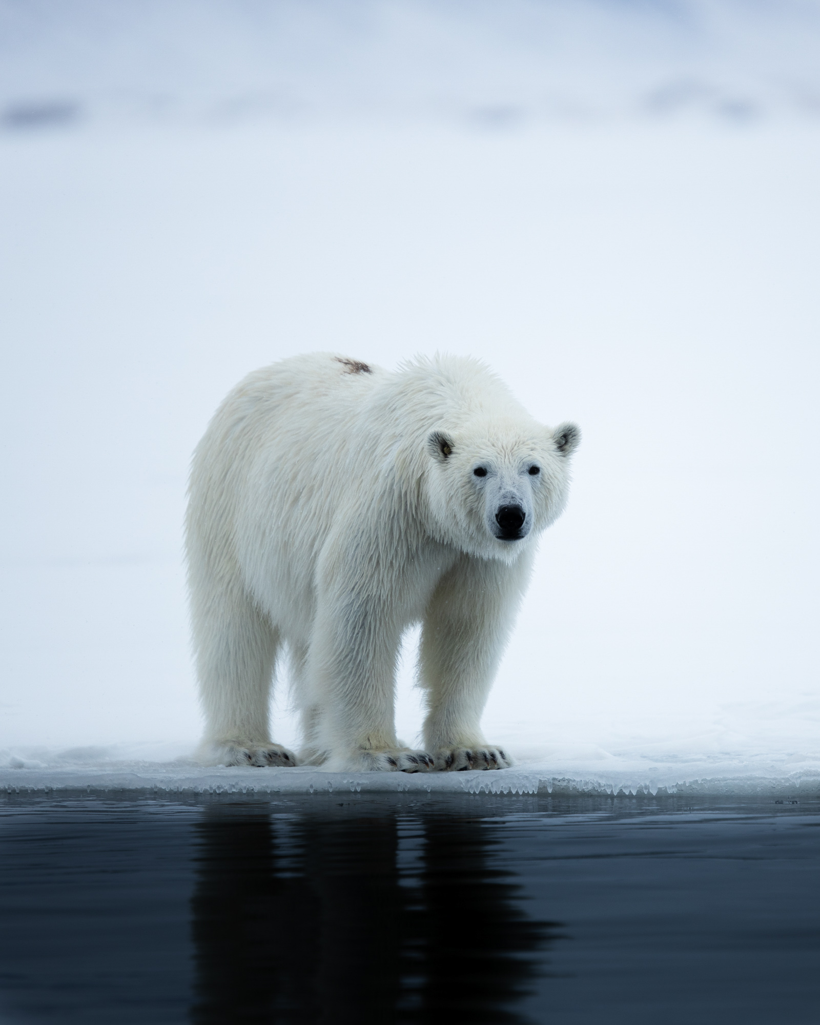 Eisbären © Michael Ginzburg