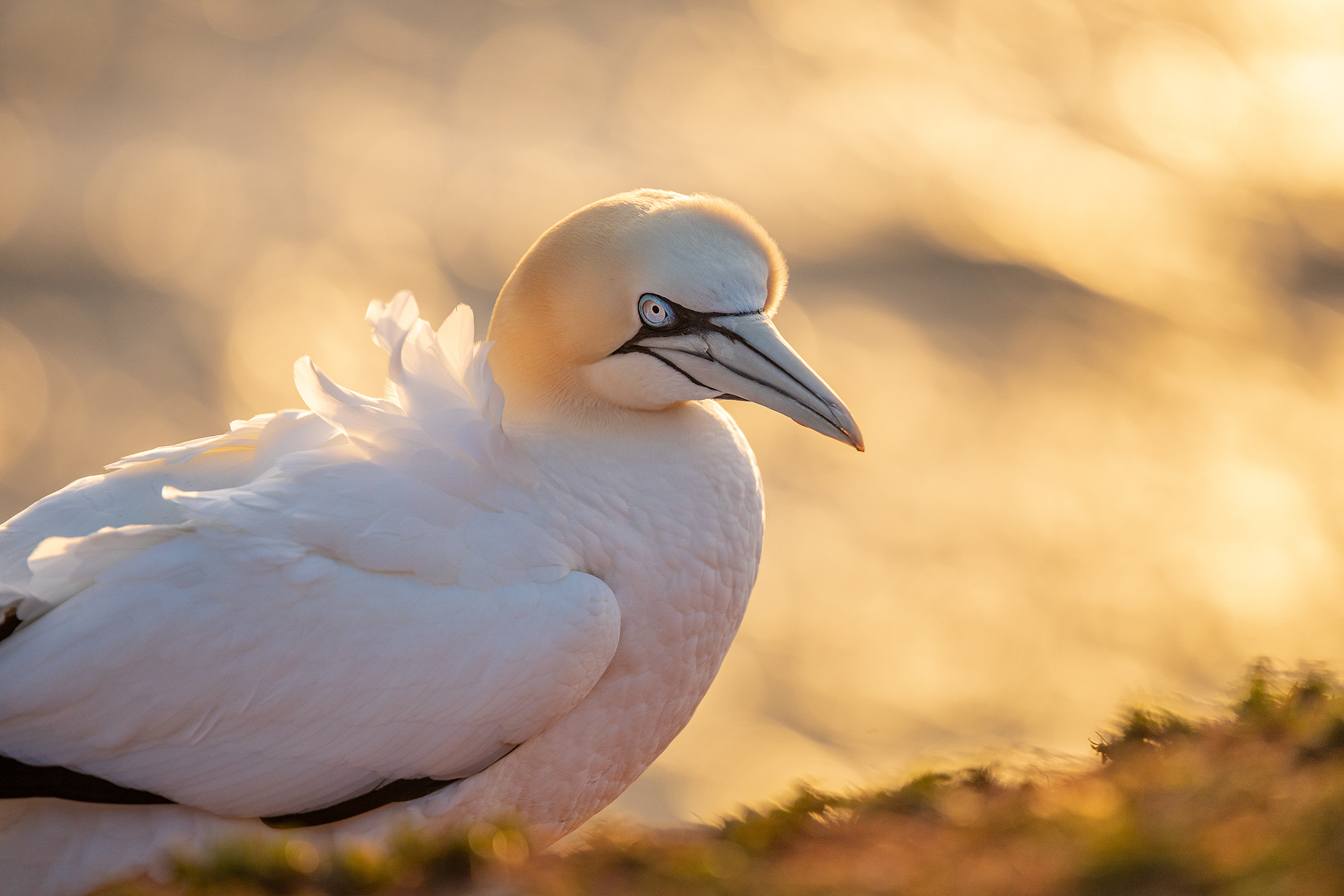Naturfotografie auf Helgoland mit den SIGMA Teleobjektiven © Robert Sommer