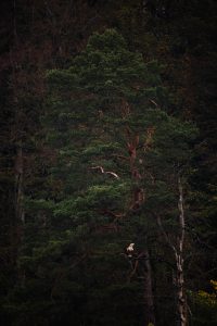 Natur- und Tierfotografie im Naturpark Feldberger Seenlandschaft © Kevin Winterhoff