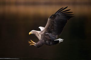 Natur- und Tierfotografie im Naturpark Feldberger Seenlandschaft