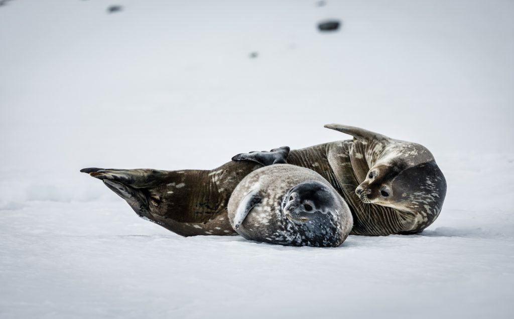 Antarkrtis - Eine Wüste aus Schnee und Eis © Maximilian Draeger
