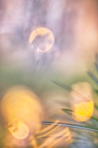 Stay Home… Geht raus zum Fotografieren! © Ines Mondon