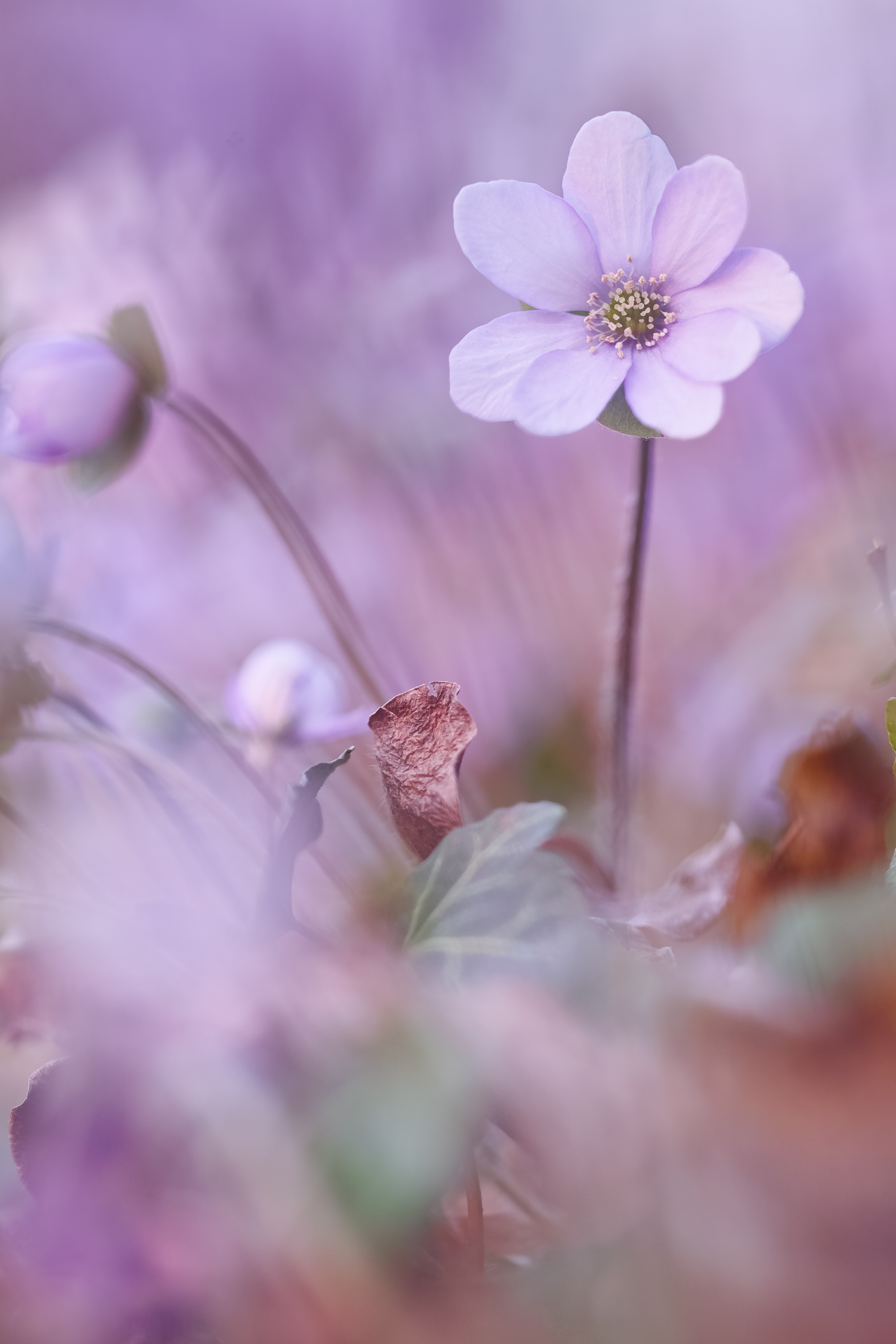 Stay Home… Geht raus zum Fotografieren! © Ines Mondon