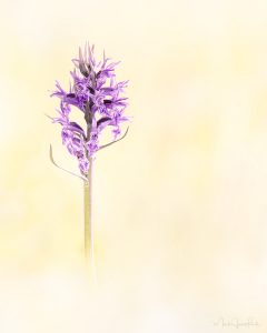 Makrofotografie mit der SIGMA fp und einem Feldmonitor © Mark Ford