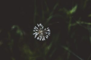 Heimatliebe © Maike Descher