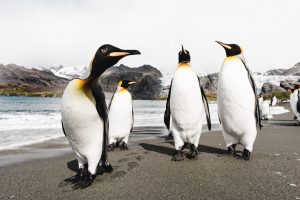 Die Antarktis bereisen mit der SIGMA fp © Hubert Neufeld