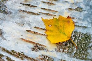 Willkommen im Herbst © Ines Mondon